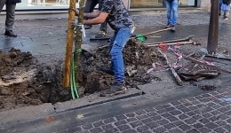 Napoli, Ass. Santagada: ripresa la piantumazione di nuovi alberi in citt